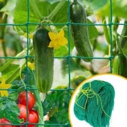 Vegetable plants growing in a field
